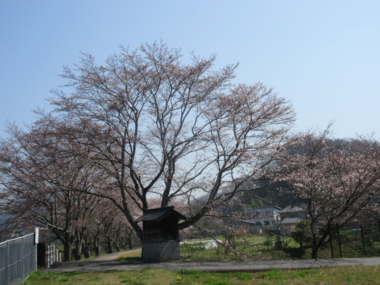 桜が五部咲き Diy Heaven 桜が五部咲き Diy Heaven
