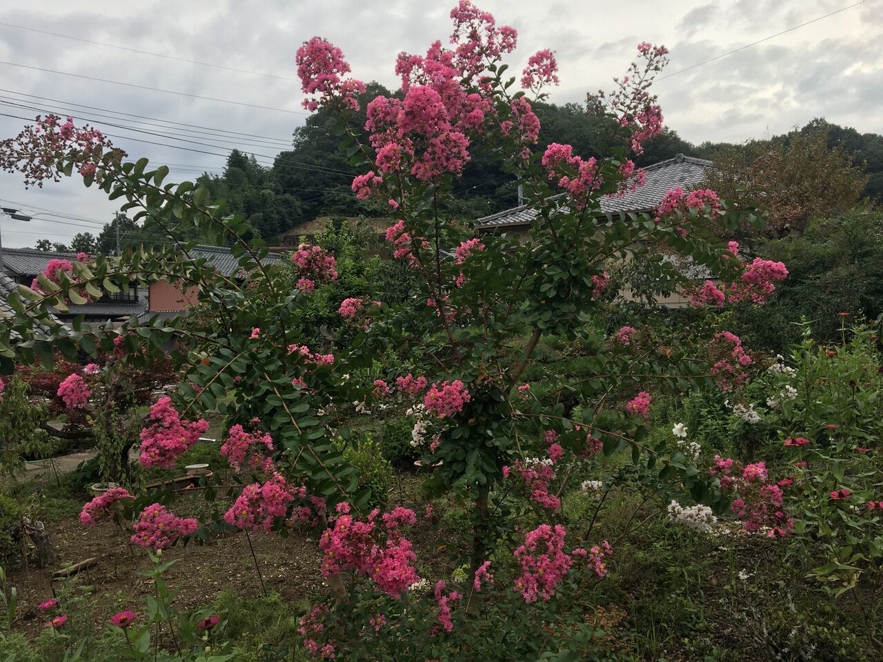 8月の花 サルスベリなど4種類 Diy Heaven