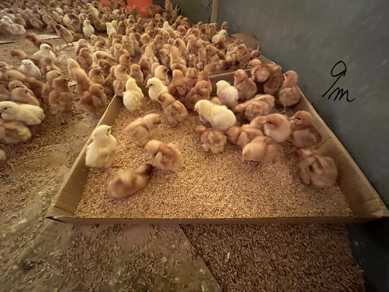 DIY HEAVEN:採卵鶏の種鶏を入雛しました！
