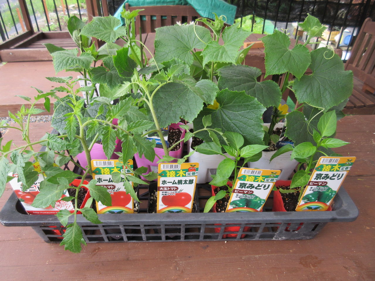 夏野菜の苗を購入し 家庭菜園に植えました Diy Heaven