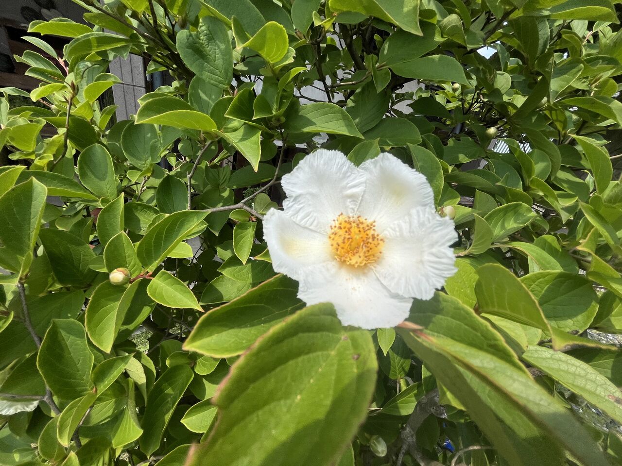 DIY HEAVEN:我が家の花壇と庭に咲く花！