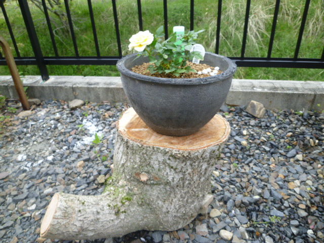 銀杏の切り株を利用！！ : DIY HEAVEN