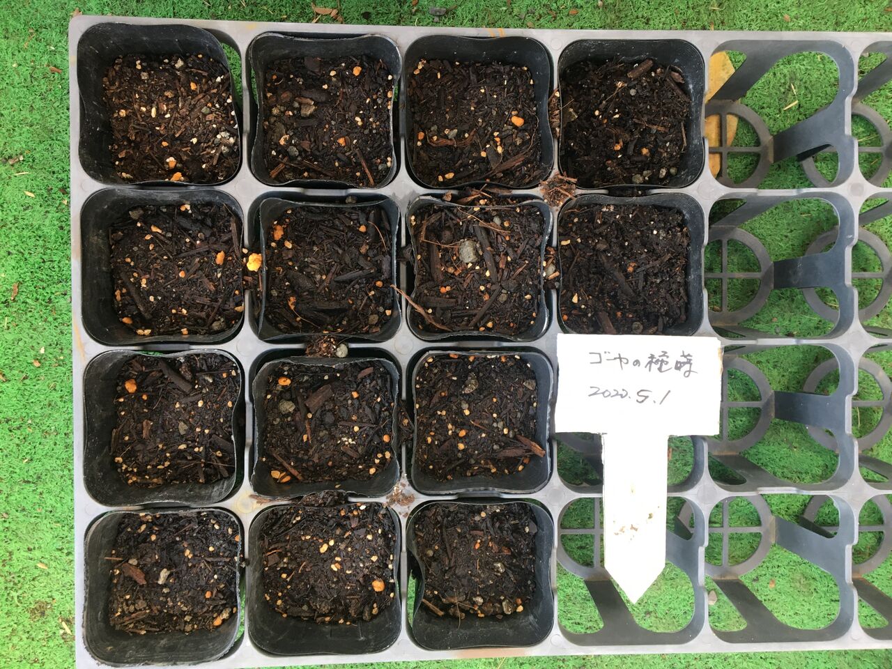 ゴーヤの苗を植えました Diy Heaven