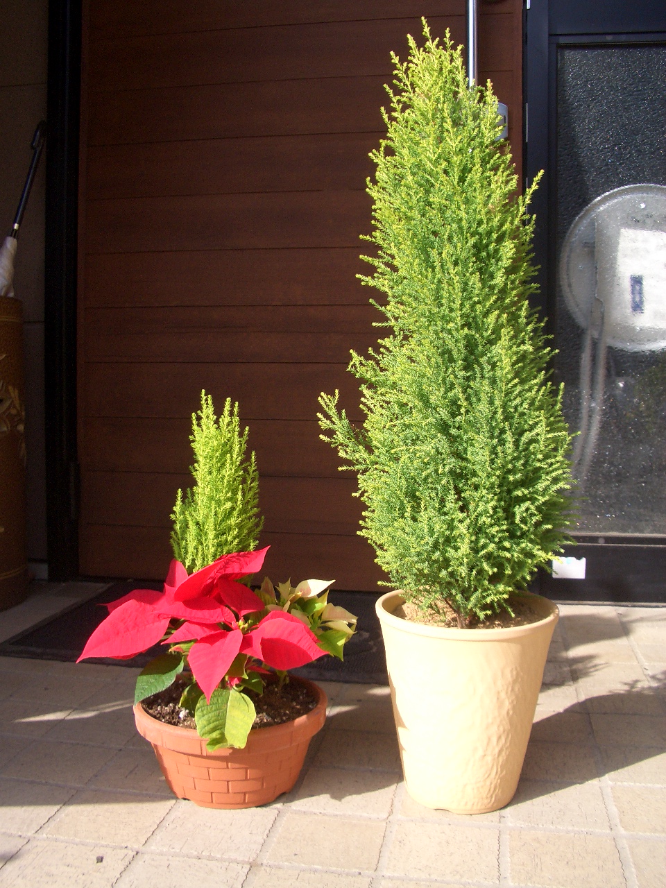 ポインセチアとゴールドクレストの寄せ植え Diy Heaven