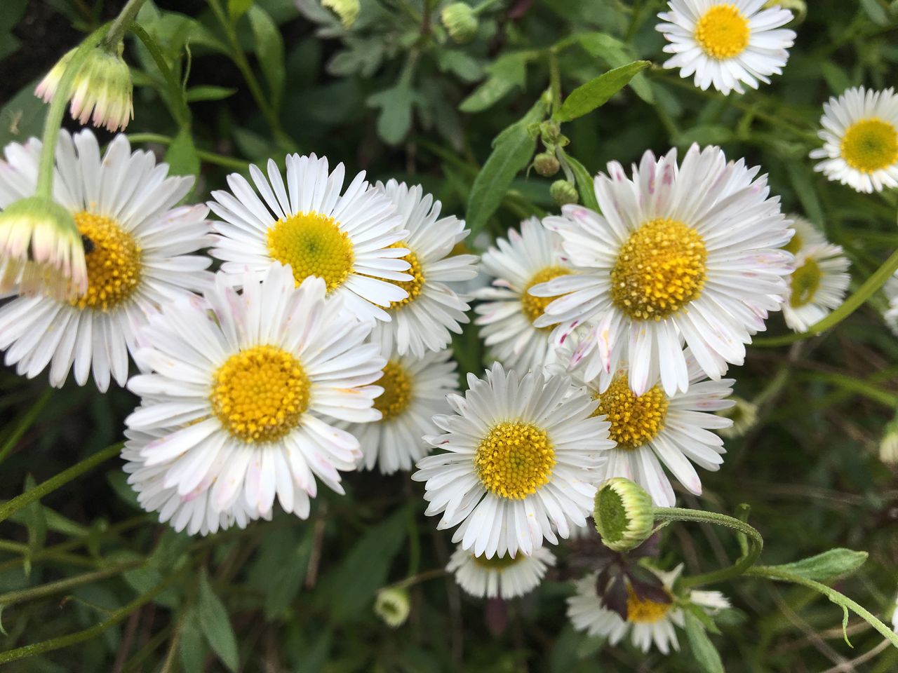 ５月の花 その２ カモミールとエリゲロン Diy Heaven