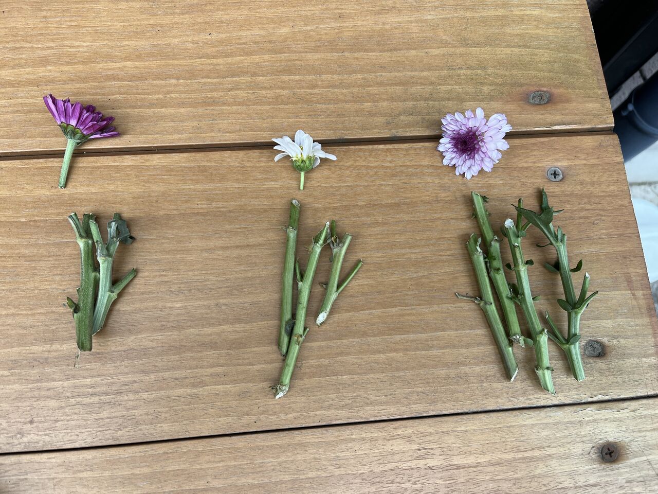 菊の挿し木＆ニゲラの種植えをしました！ : DIY HEAVEN