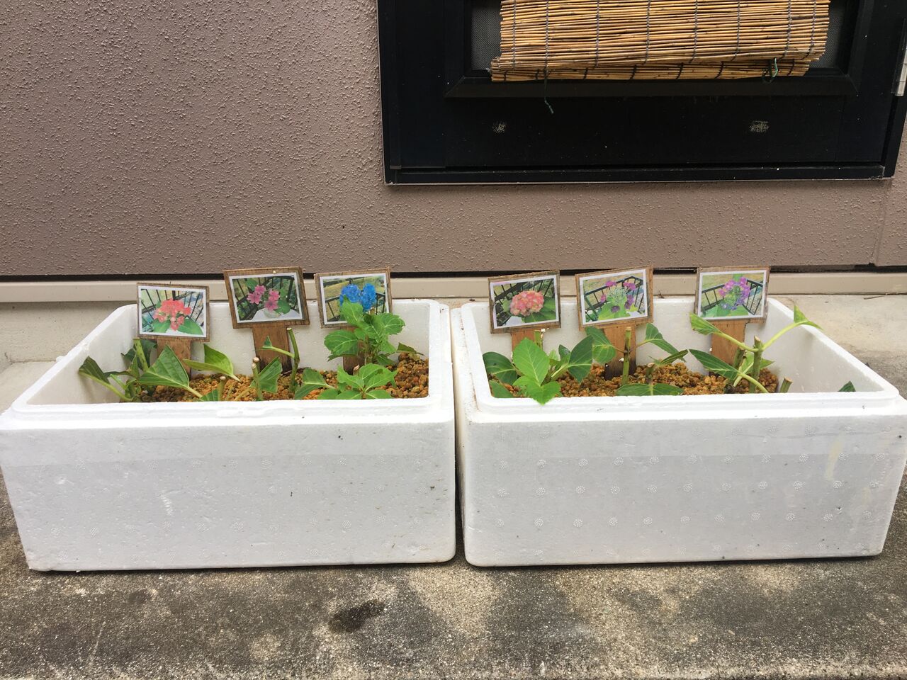 ドループ 高める 隣接する 発泡スチロール 植木鉢 拡大する シロクマ 信念