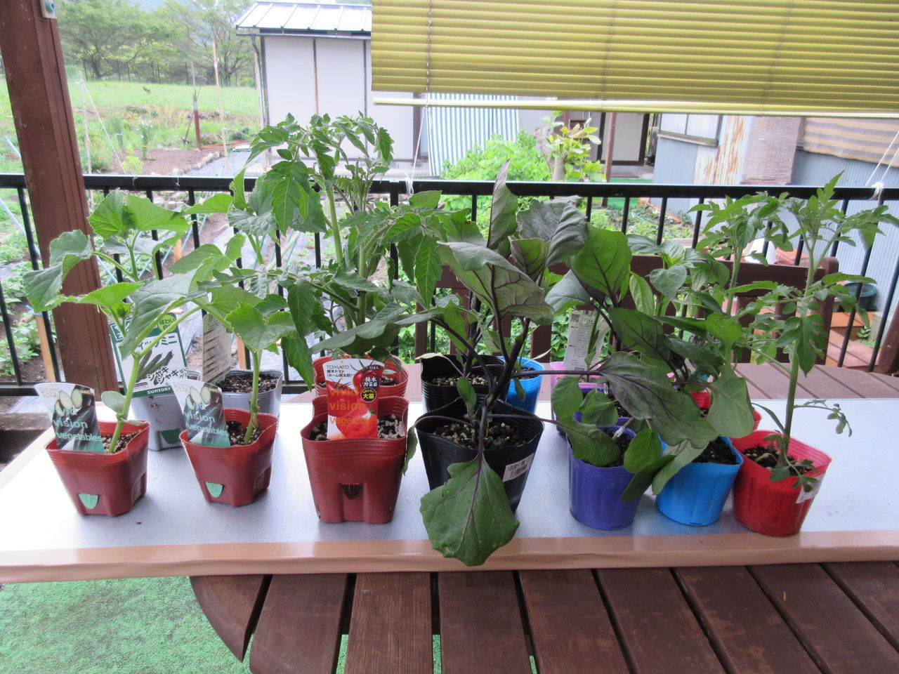 夏野菜の苗を植えました 孫の手伝い Diy Heaven 夏野菜の苗を植えました 孫の手伝い Diy Heaven