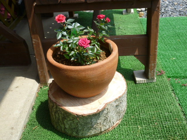 銀杏の切り株を利用！！ : DIY HEAVEN