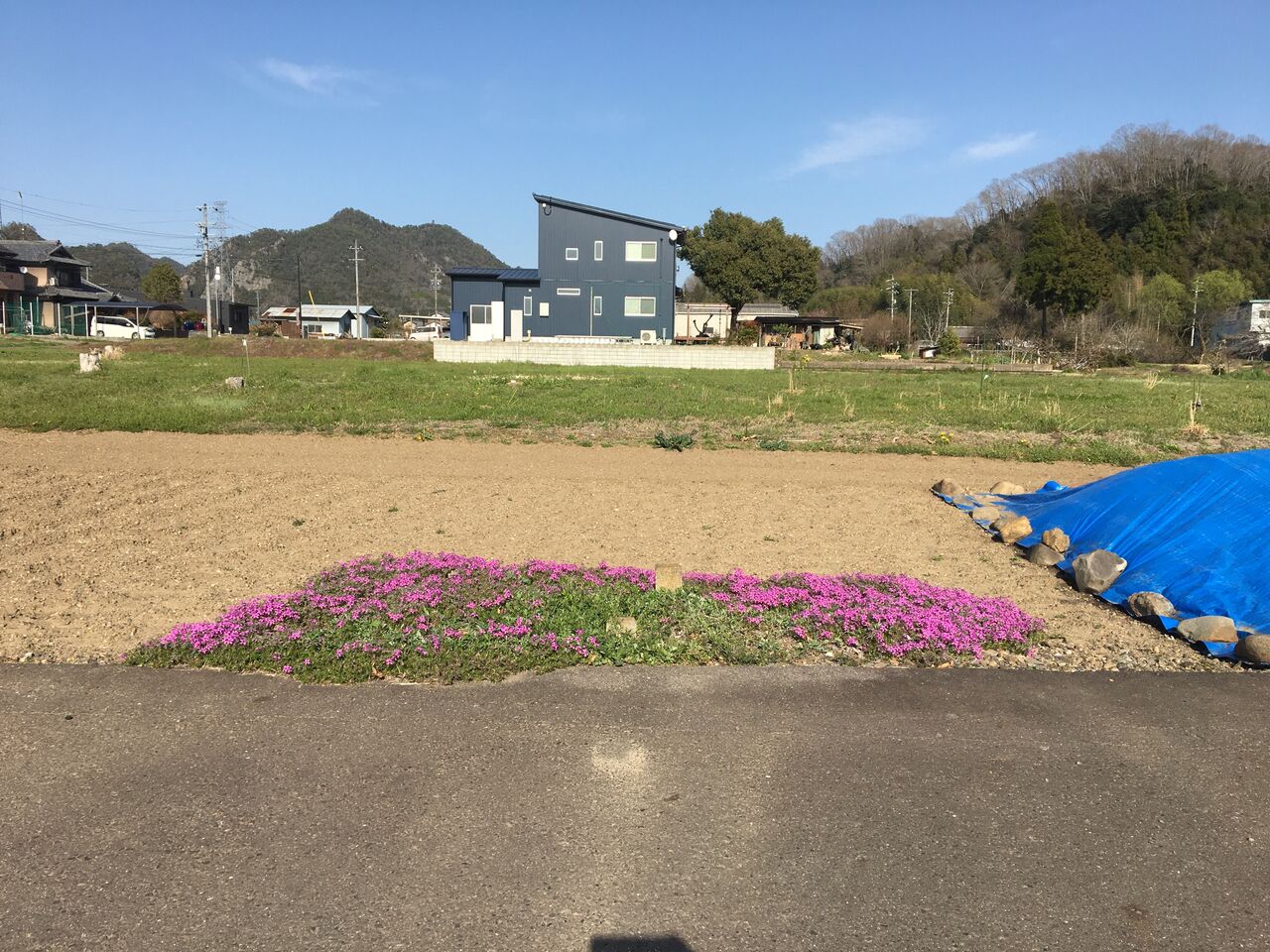 3月の花 芝桜 菜の花が見頃です Diy Heaven