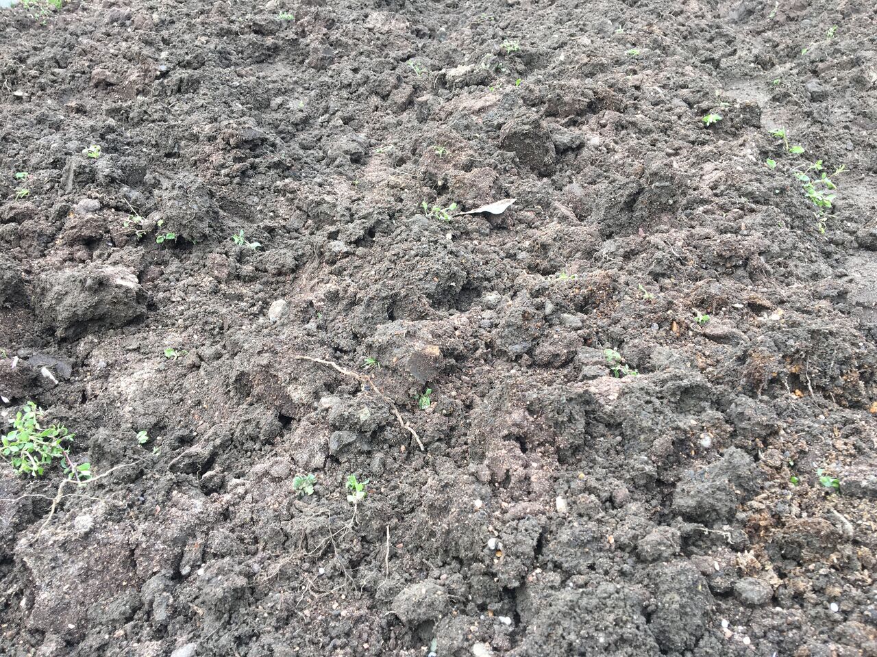 家庭菜園に夏野菜の苗を植える準備が出来ました Diy Heaven