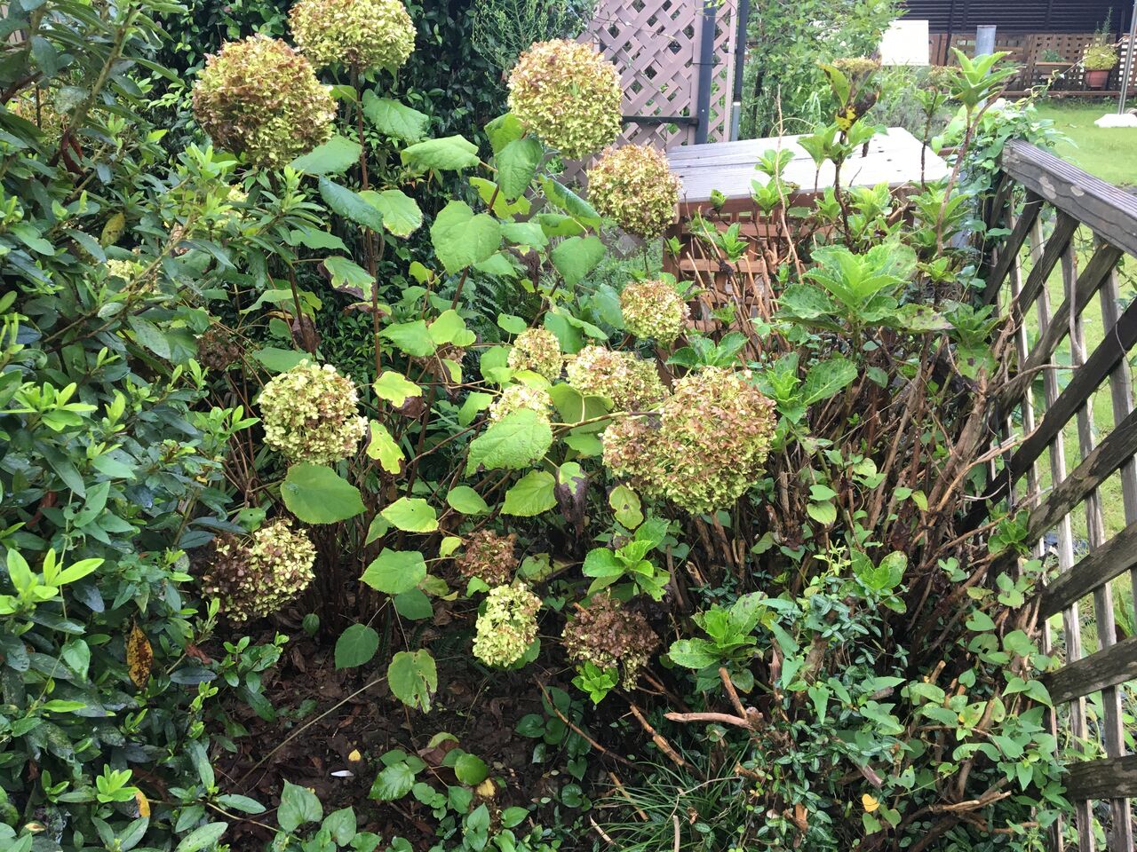 紫陽花の花を切り取り枝を剪定しました Diy Heaven 紫陽花の花を切り取り枝を剪定しました Diy Heaven