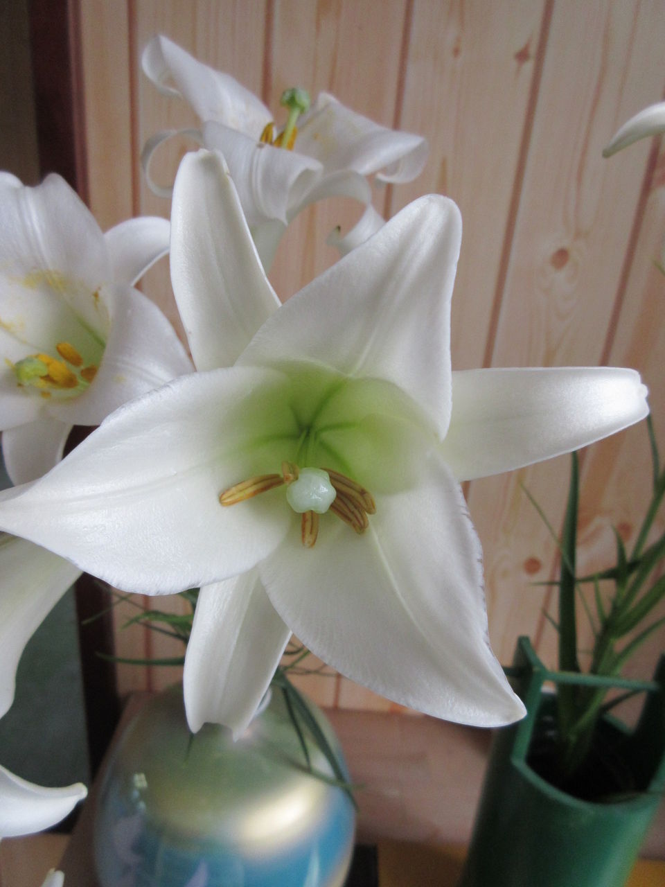 高砂百合 タカサゴユリ Diy Heaven