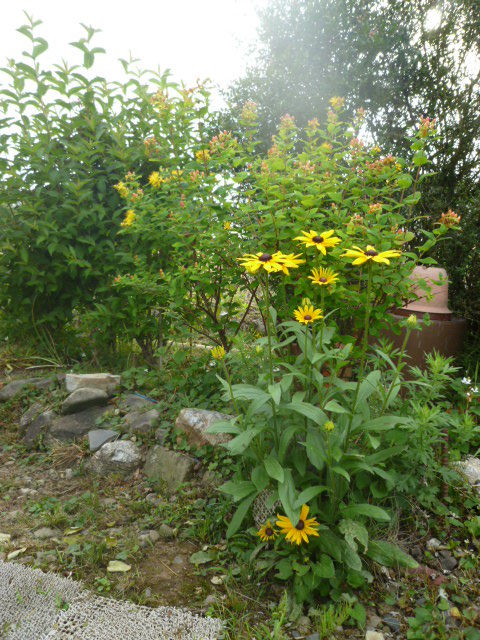 ビヨウヤナギ 未央柳 Diy Heaven