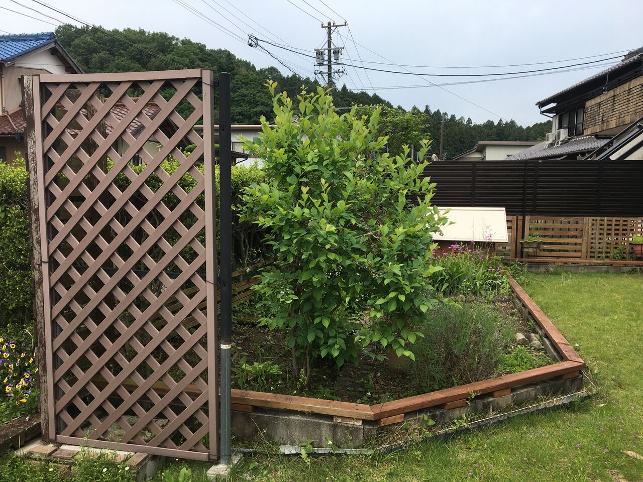 ブルーベリーの防鳥対策をしました Diy Heaven ブルーベリーの防鳥対策をしました Diy Heaven