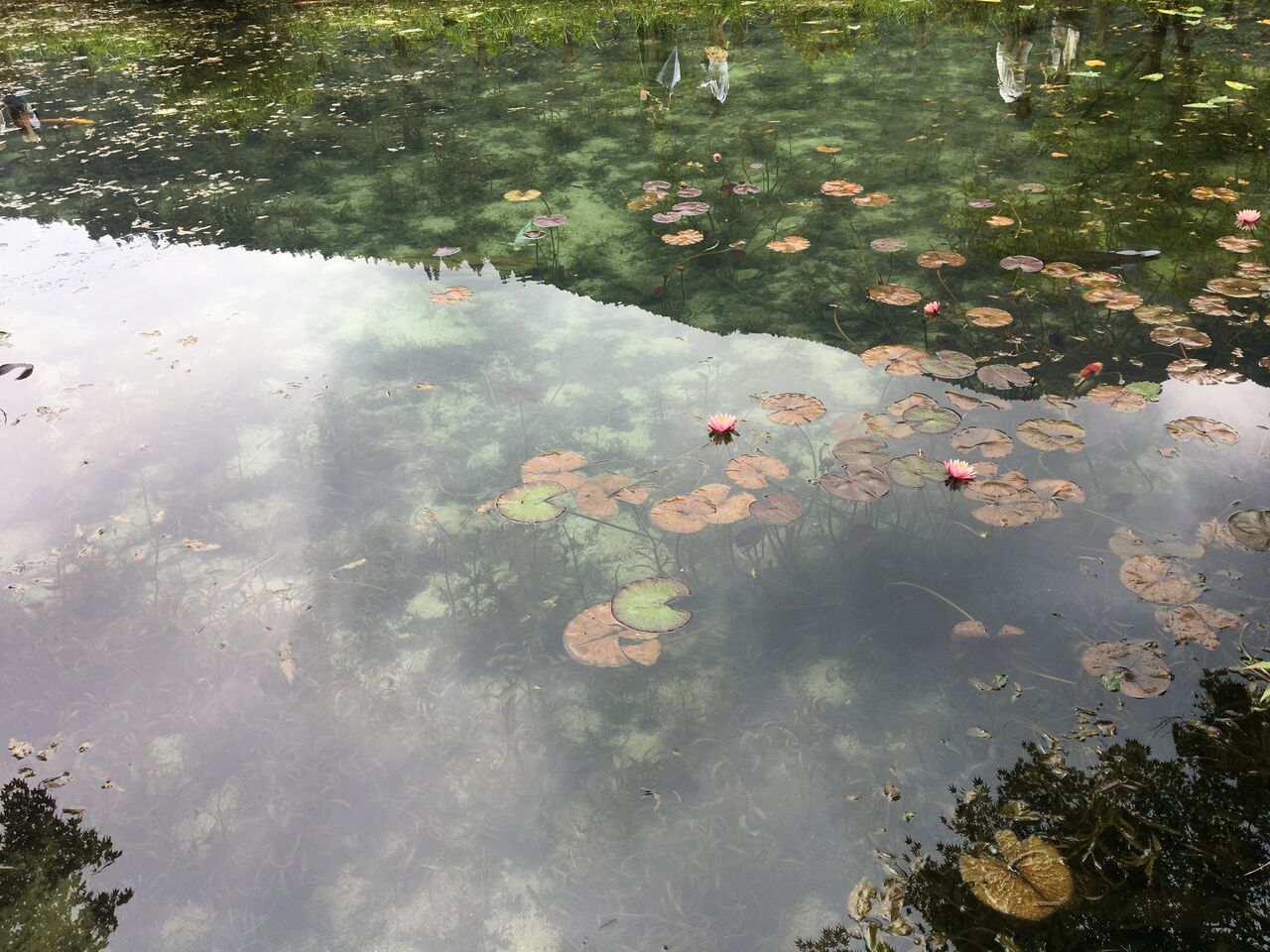 モネの池を鑑賞・・・ : DIY HEAVEN
