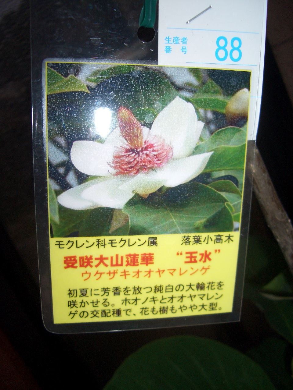 受咲大山蓮華 ウケザキオオヤマレンゲ Diy Heaven