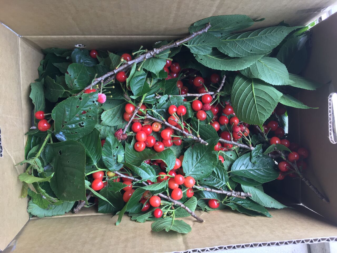 サクランボからひょっこり♡シロクマ(濃ピンク)