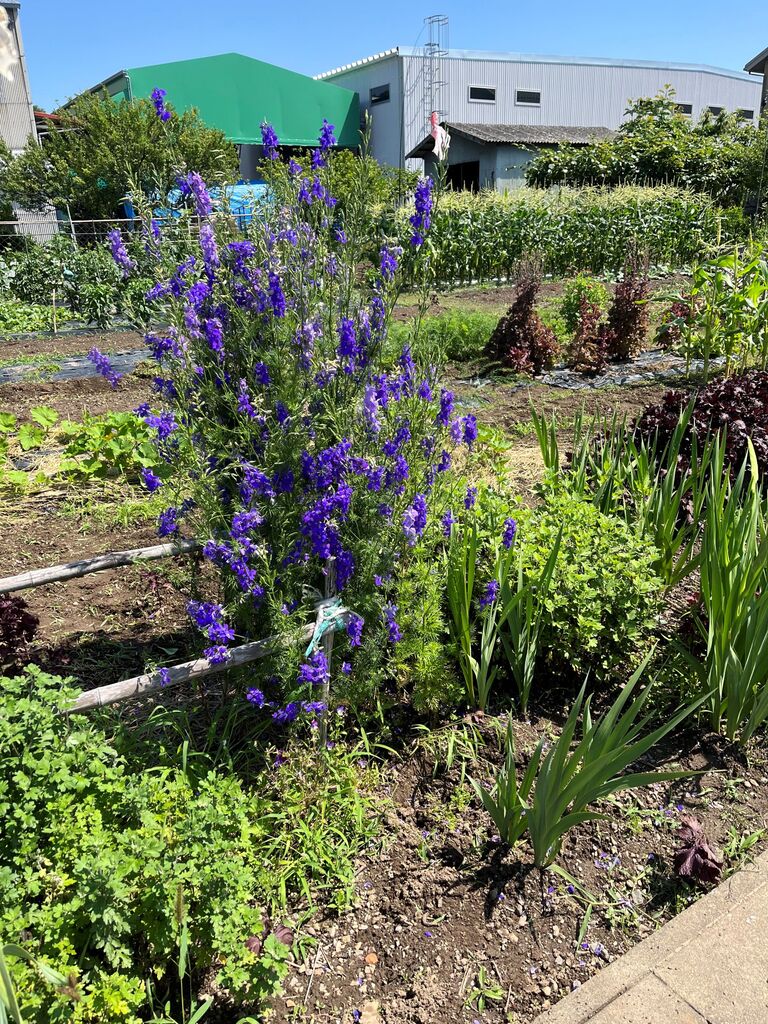 デルフィニウム を頂きました 玄関の花瓶に活けた アルストロメリア Diy Heaven