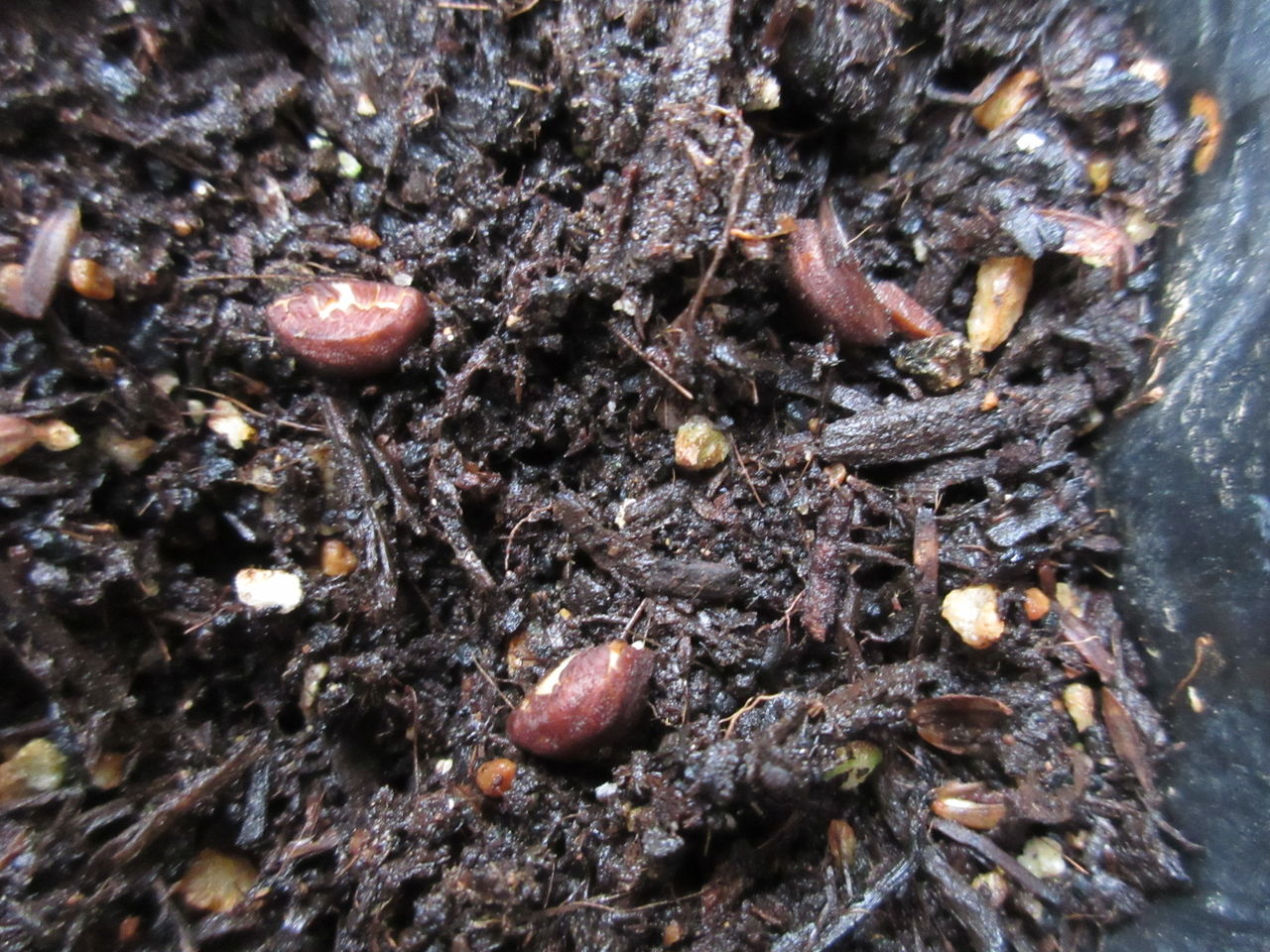 朝顔の種蒔き Diy Heaven 朝顔の種蒔き Diy Heaven