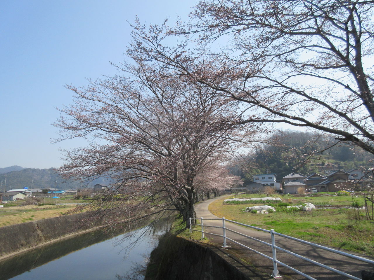 桜が五部咲き Diy Heaven 桜が五部咲き Diy Heaven