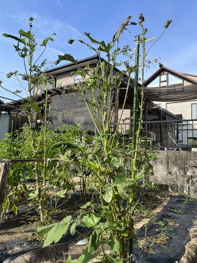 オクラの収穫が終わりました！ : DIY HEAVEN