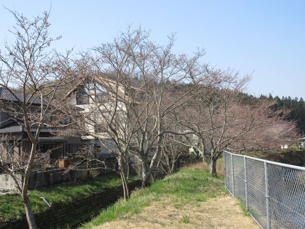 桜が五部咲き Diy Heaven 桜が五部咲き Diy Heaven