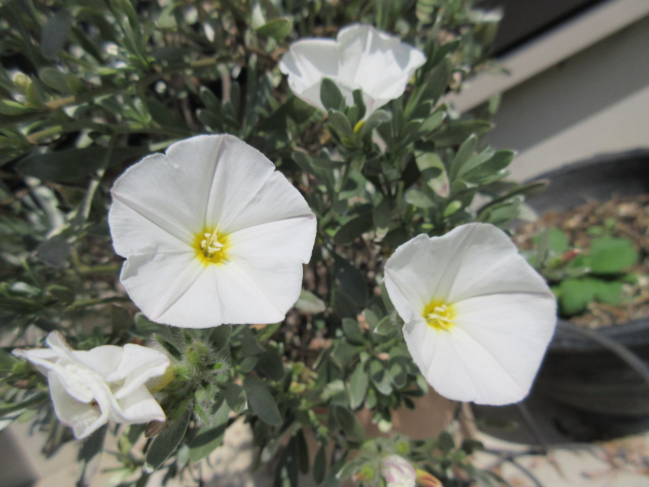 5月の花 13種類 お見事です Diy Heaven 5月の花 13種類 お見事です Diy Heaven