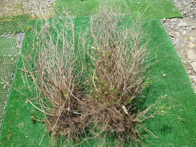 チェリーセージの木 Diy Heaven