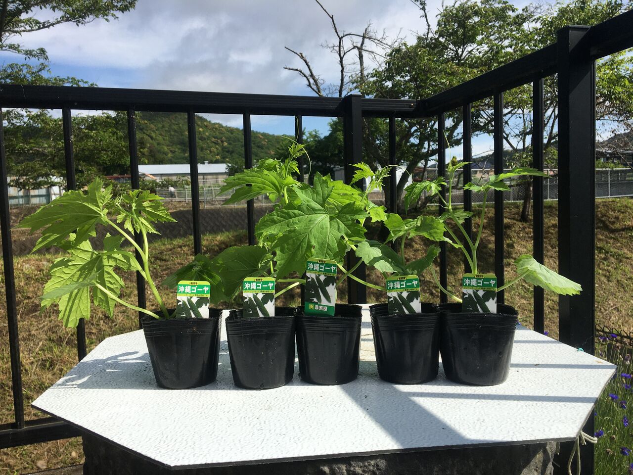 ゴーヤの苗を植えました Diy Heaven