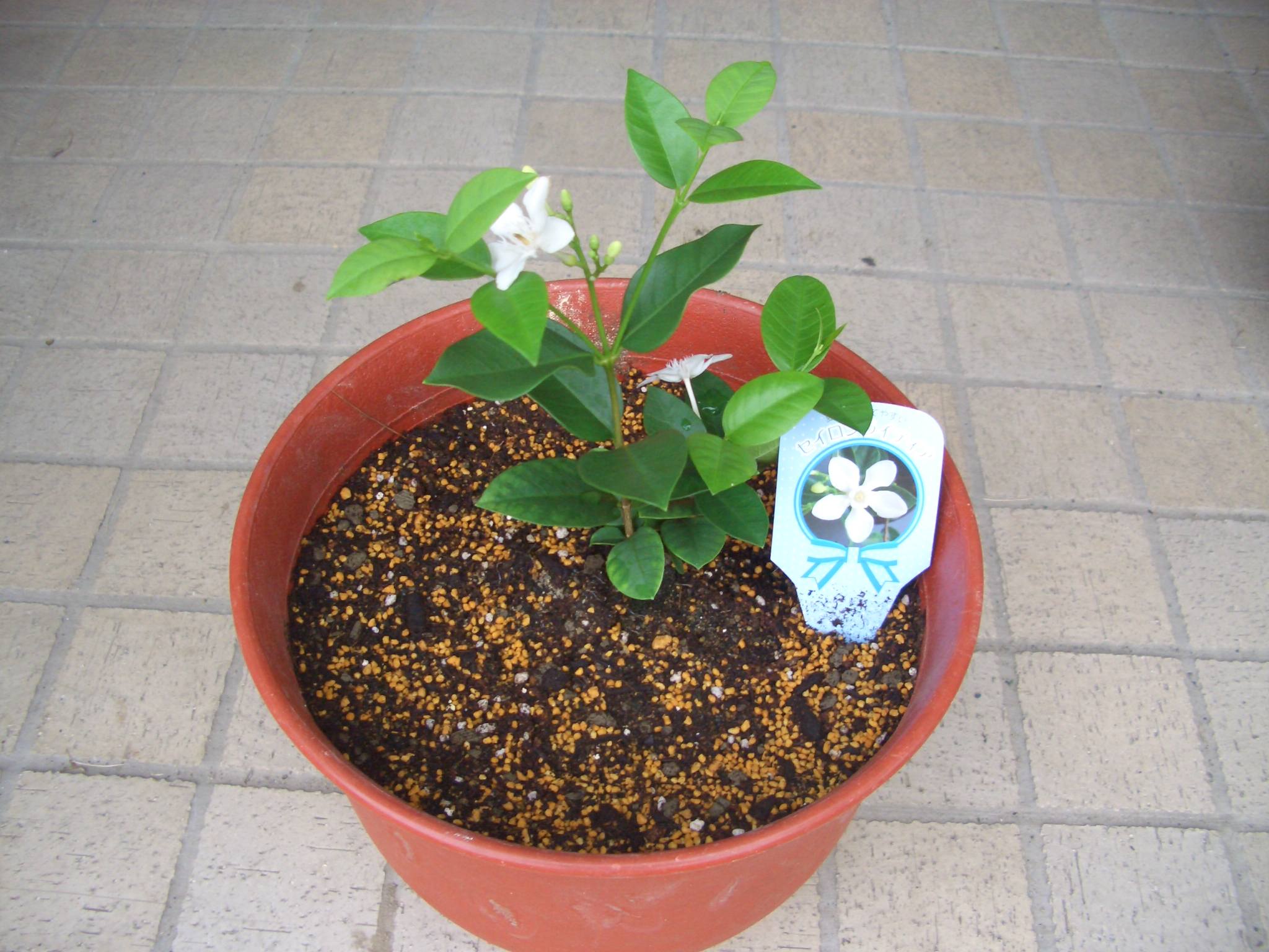 珍しい花 Diy Heaven