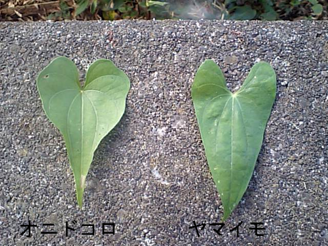 ベスト自然薯 つる 最高の花の画像