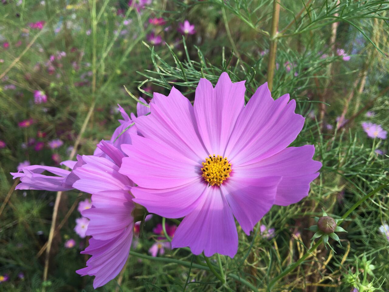 9月の花と実です Diy Heaven 9月の花と実です Diy Heaven