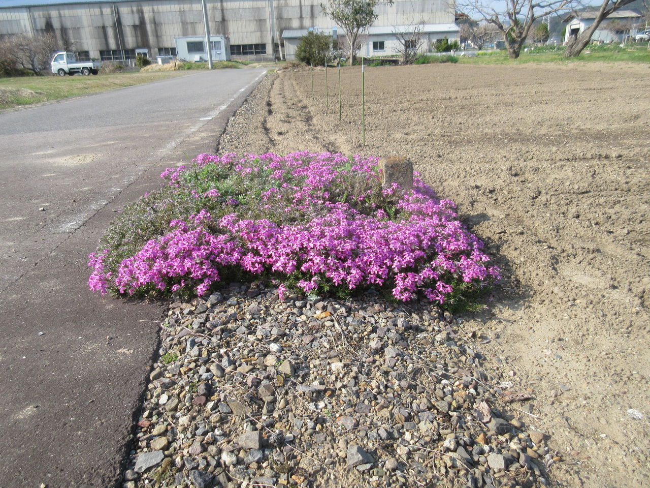 春の花 Diy Heaven 春の花 Diy Heaven