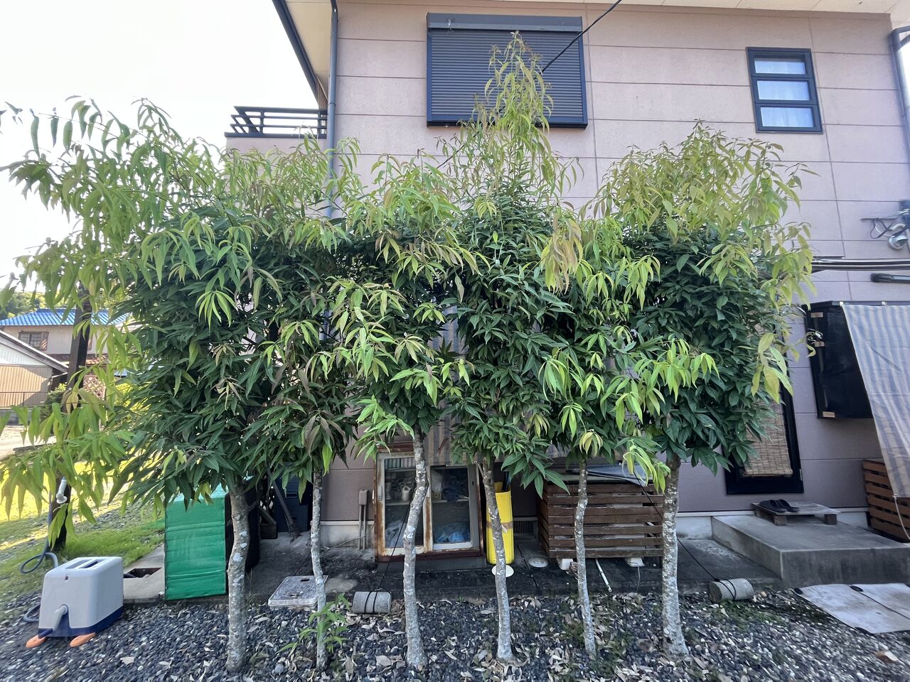 庭の樫の木を剪定 その１ Diy Heaven