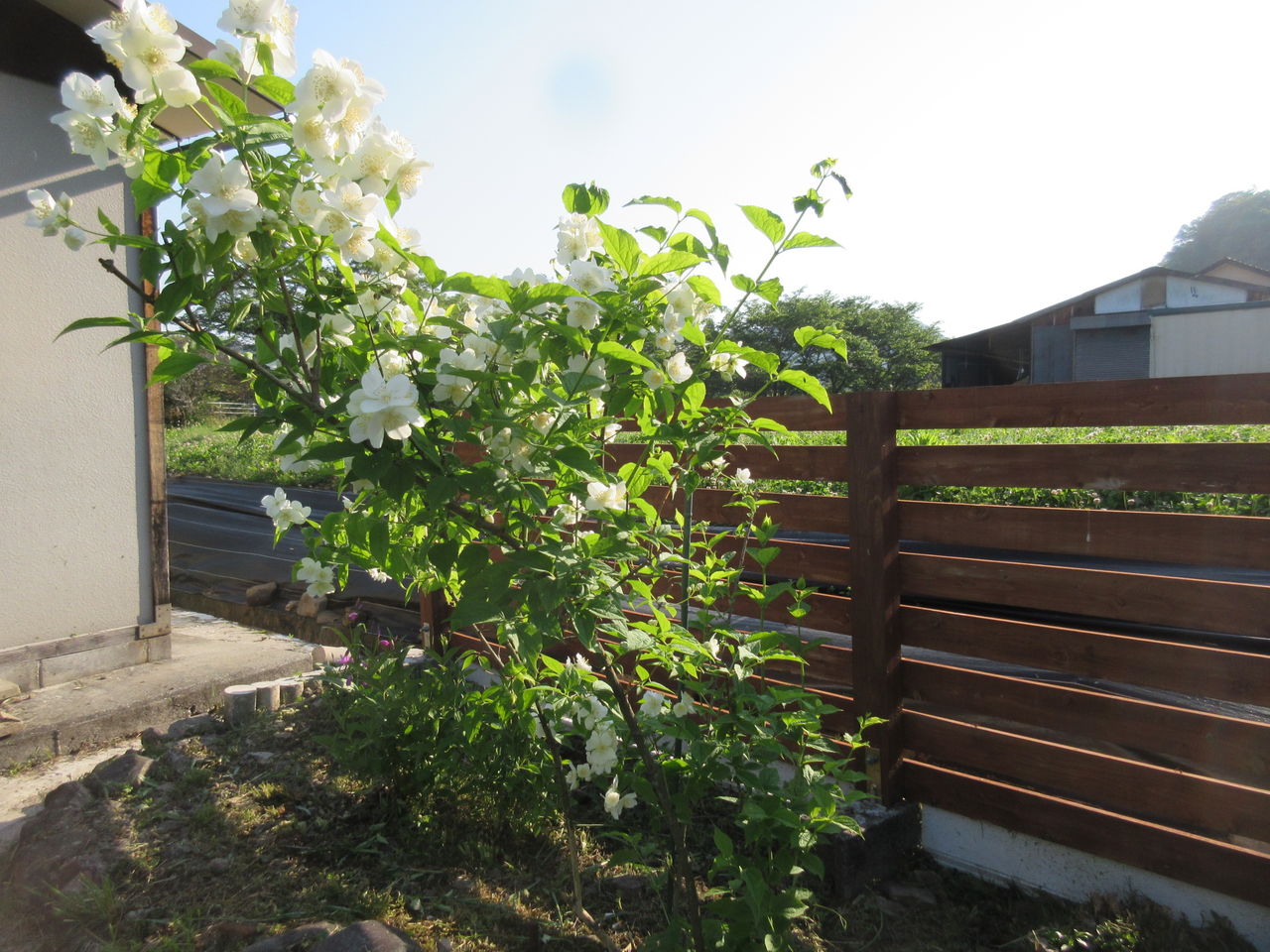 5月の花 その１ Diy Heaven