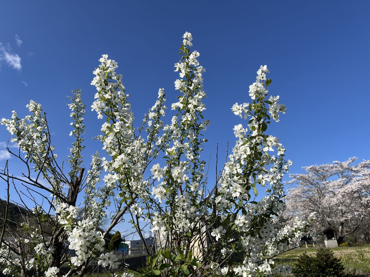 利休梅の花が満開です！ : DIY HEAVEN