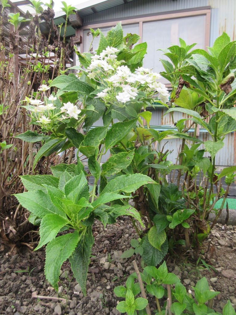 隅田の花火 Diy Heaven