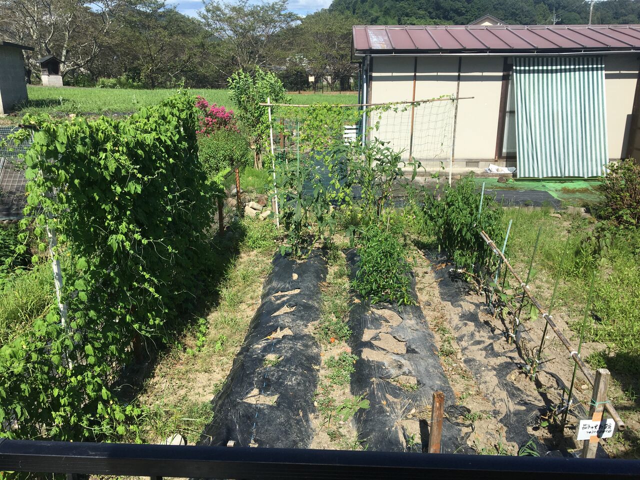 茄子の更新剪定をしました Diy Heaven