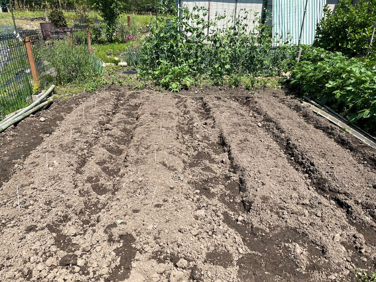 夏野菜の苗を家庭菜園に植える準備 その3 Diy Heaven 夏野菜の苗を家庭菜園に植える準備 その3 Diy Heaven