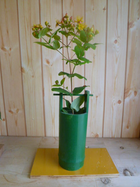 ビヨウヤナギ 未央柳 Diy Heaven