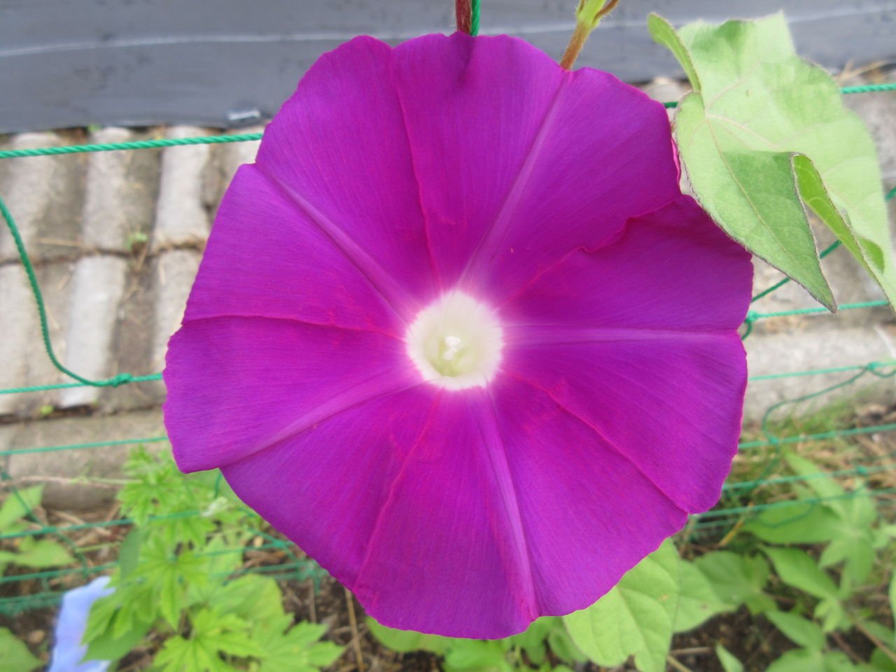 朝顔の花が咲きました Diy Heaven 朝顔の花が咲きました Diy Heaven