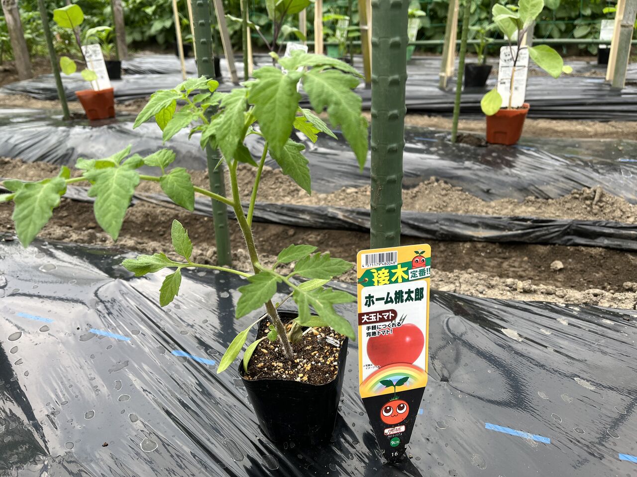 夏野菜の苗を家庭菜園に植えました Diy Heaven