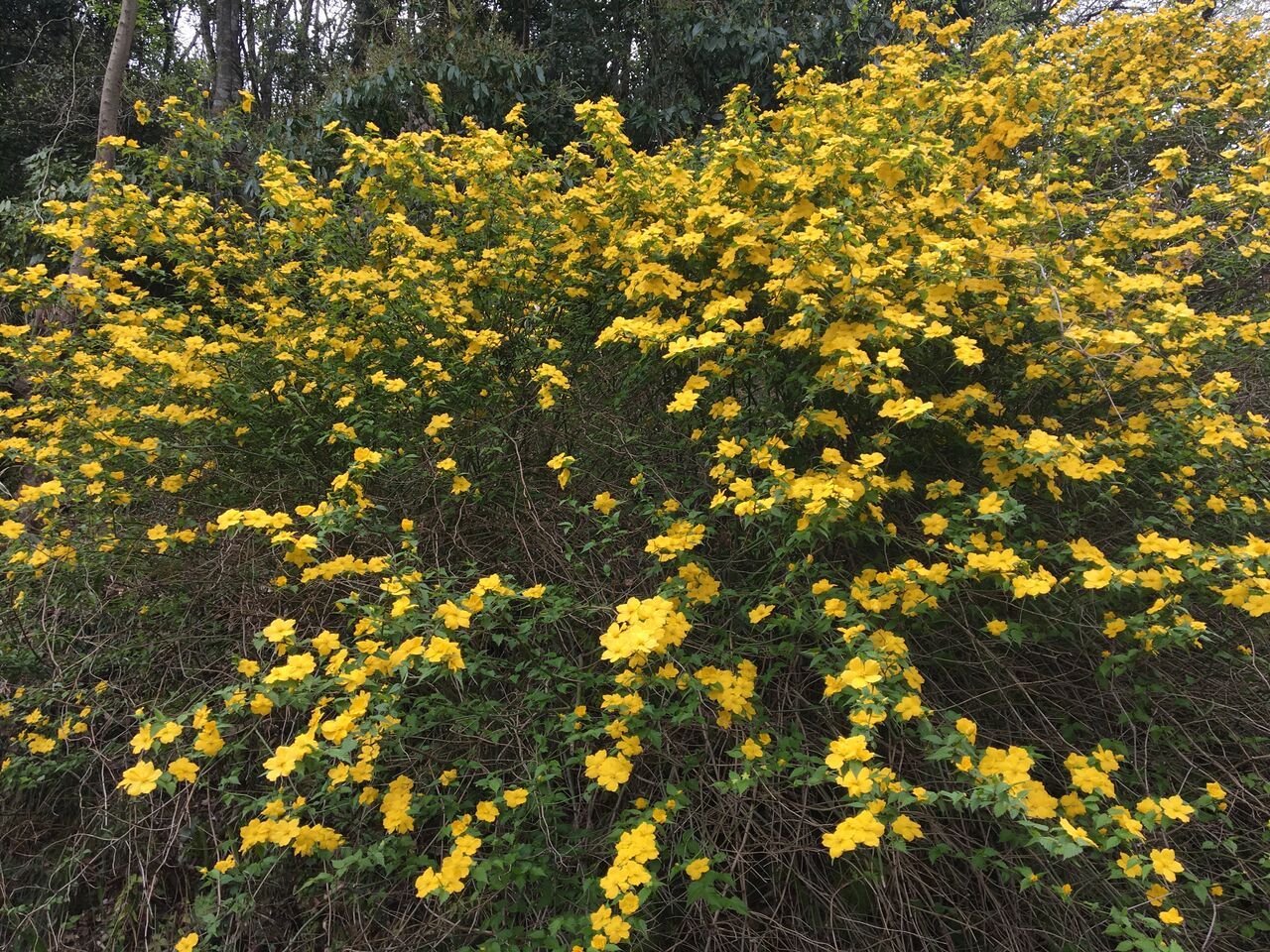 山吹の花が見頃です Diy Heaven 山吹の花が見頃です Diy Heaven