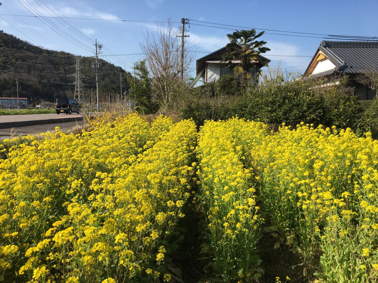3月の花 芝桜 菜の花が見頃です Diy Heaven