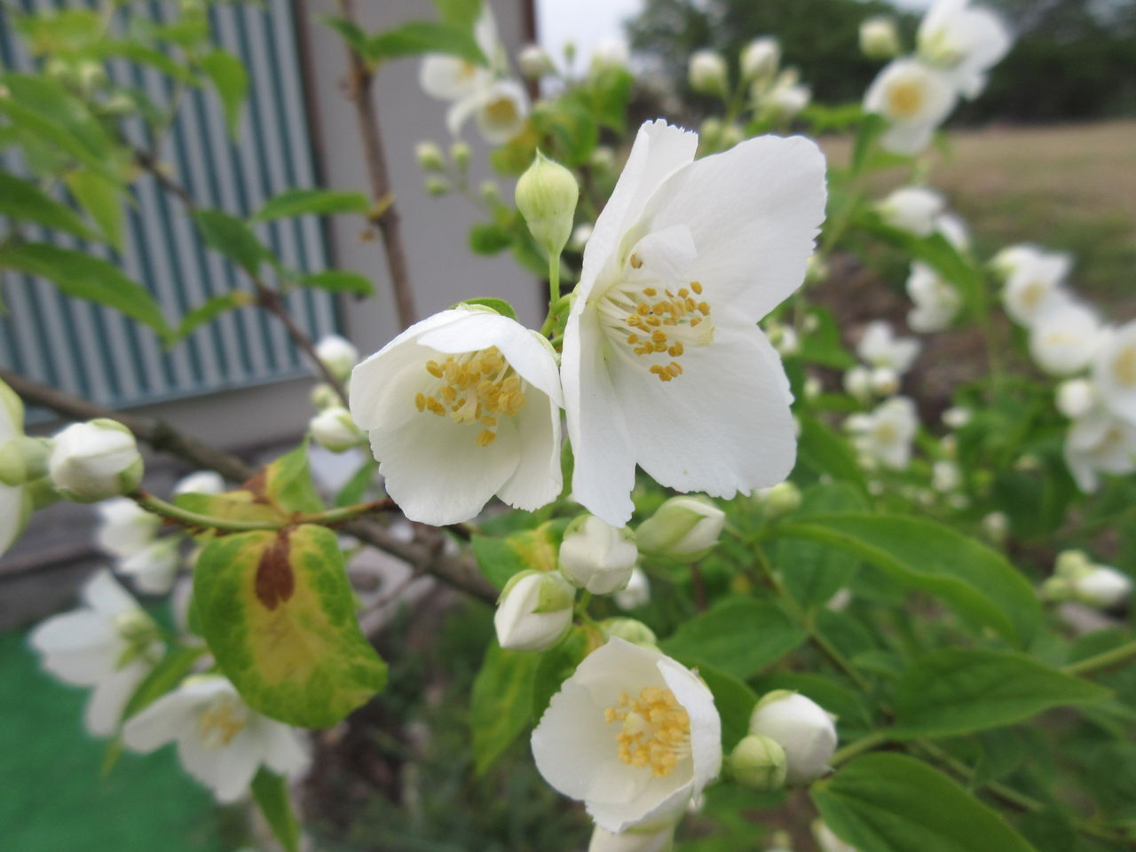 5月の花シリーズ 第2弾 Diy Heaven 5月の花シリーズ 第2弾 Diy Heaven