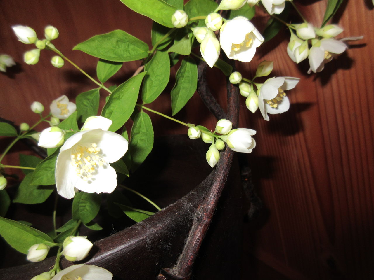 5月の花 その１ Diy Heaven