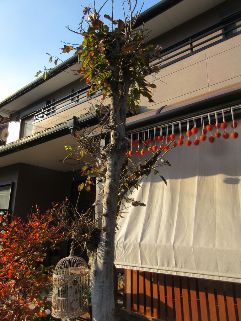 庭木と果樹の剪定タブー集―ひと目でわかる 切ってよい枝，悪い枝 (オレンジバックス) 西 良祐 庭木と果樹の剪定タブー集―ひと目でわかる 切ってよい枝，悪い