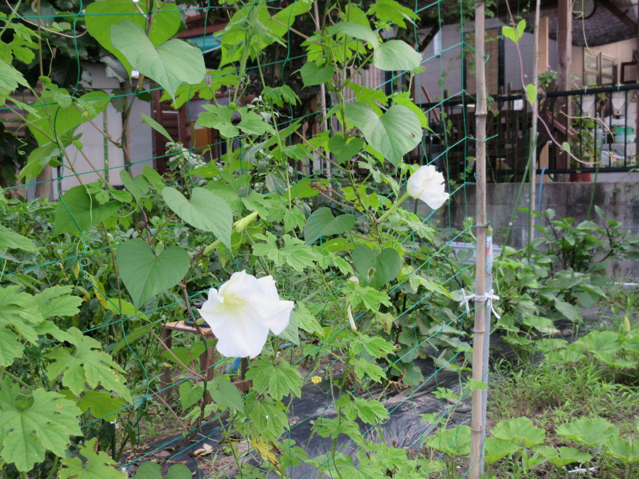 DIY HEAVEN:夕顔の花