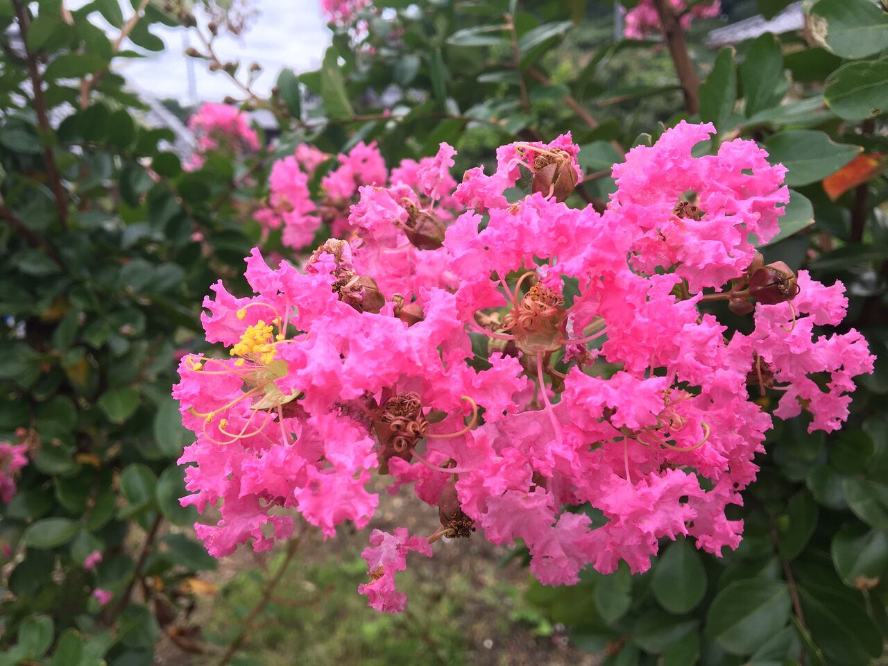 8月の花 サルスベリなど4種類 Diy Heaven